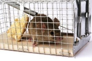 המלצות איך לתפוס עכברים בבית
