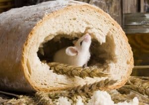 עכבר לבן בתוך לחם