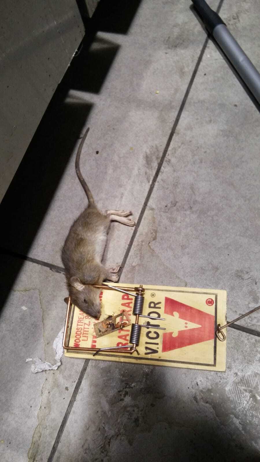 הרחקת עכברים